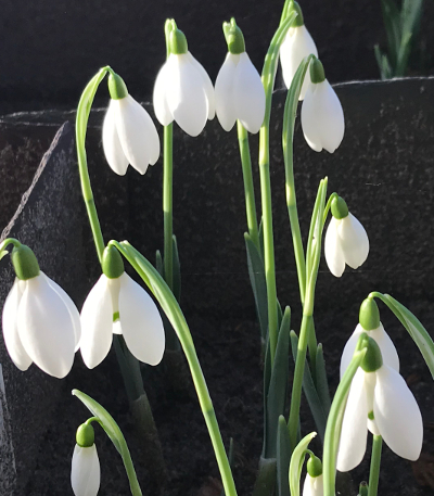 Galanthus 'Mrs McNamara'